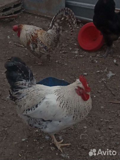 Цыплята и Индоутята