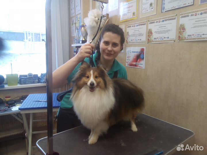 Груминг, Стрижка собак