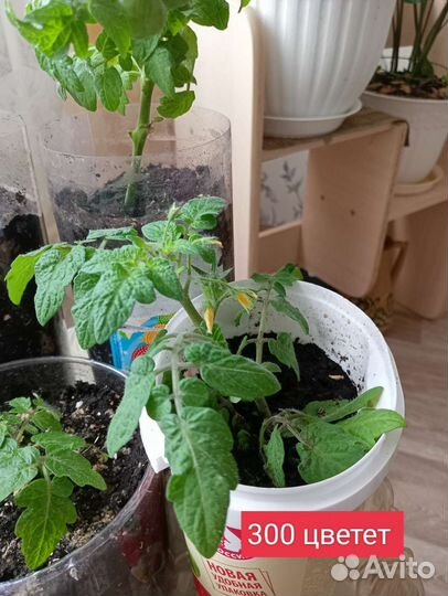 Рассада помидор