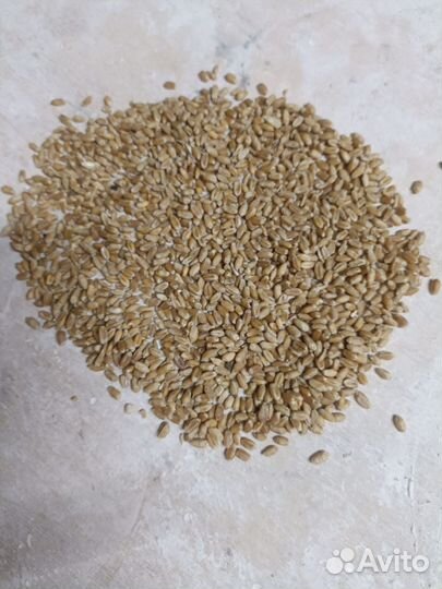 На корм животным пшеница