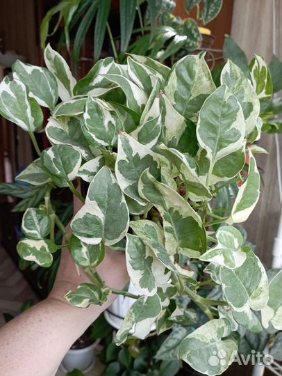 Эпипремнум Сциндапсус II