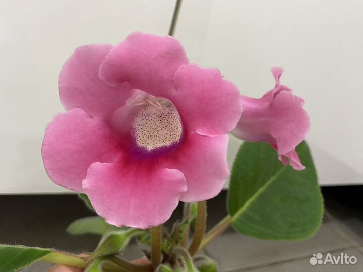 Глоксиния розовая цветущая
