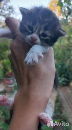 Котята бесплатно