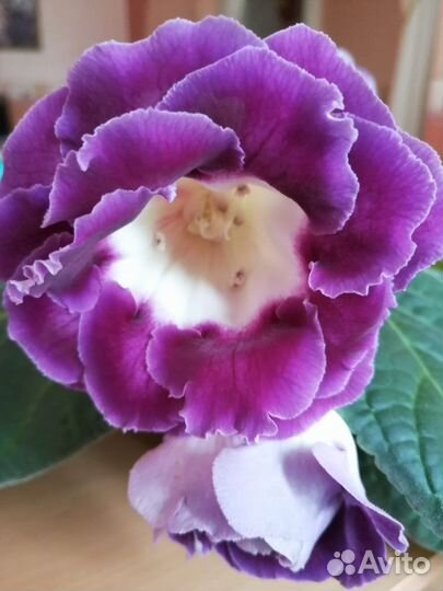 Глоксиния махровая 19 бутонов