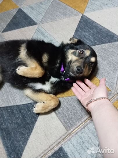 Собака в добрые руки щенок