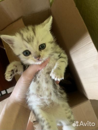 Шотландские котята