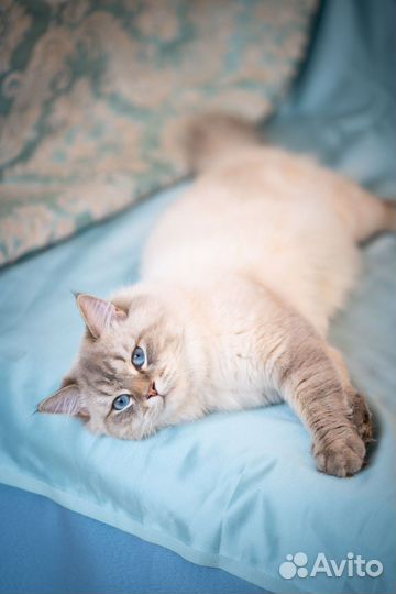 Невская маскарадная девочка с документами