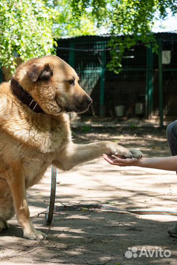 Серьёзная собака, в серьёзные руки
