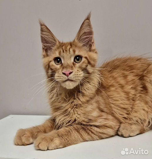 Солнечный мейн-кун с документами