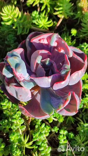 Редкие суккуленты(Эхеверии Альбом1)