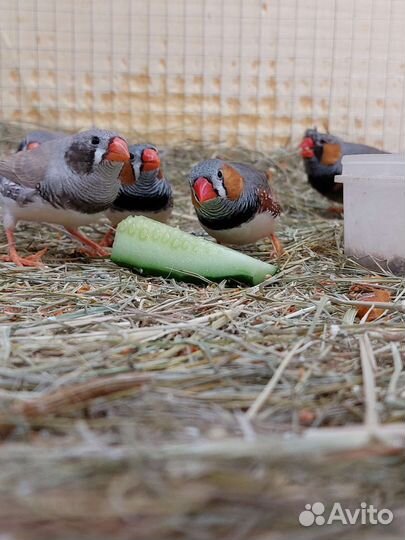 Амадины зебровые