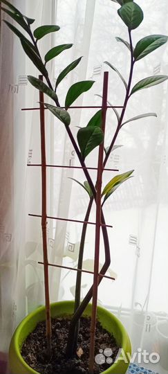 Замиокулькас