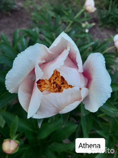 Пион Athena (Афина)