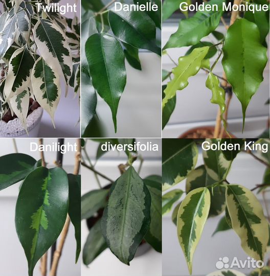 Фикусы сортовые