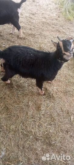 Камерунские козы