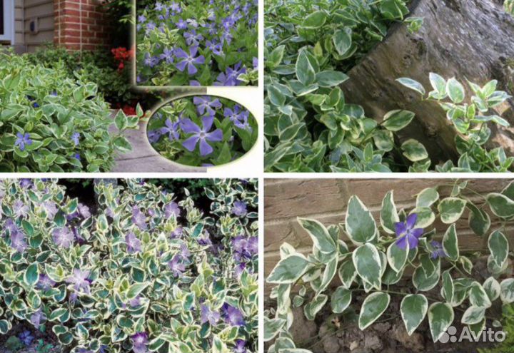 Почвопокровные растения Цветы