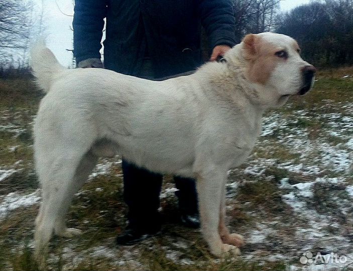 Кобель сао вязка