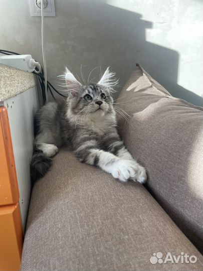 Котенок Мейн-Кун