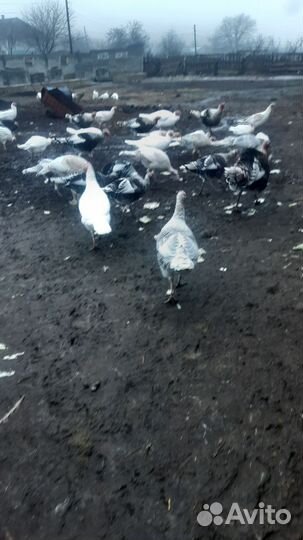 Индюки домашние