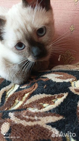 Котята