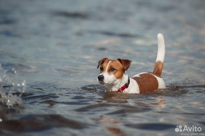 Джек рассел терьер.Вязка, случка