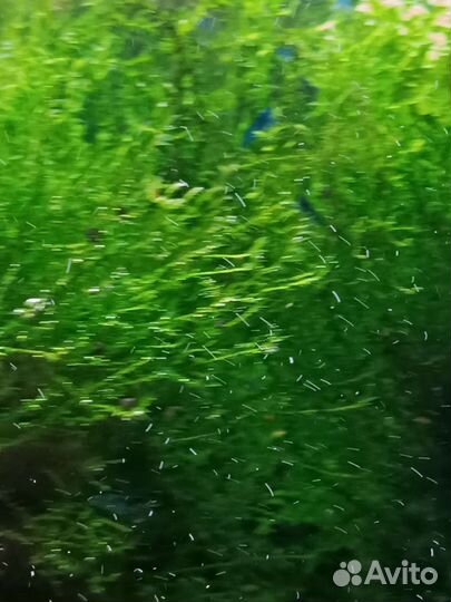 Креветки синие Блю дрим, мох, анциструсы