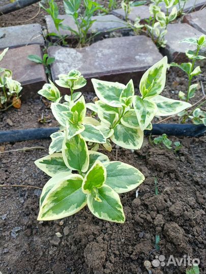 Барвинок вариегатный