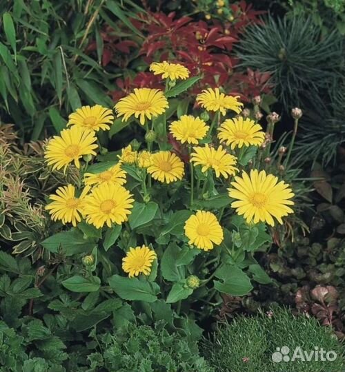 Цветы для сада