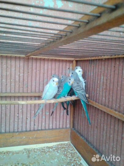 Волнистые попугайчики