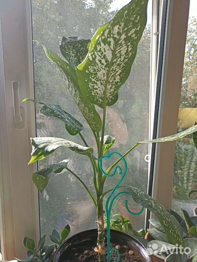 Диффенбахия