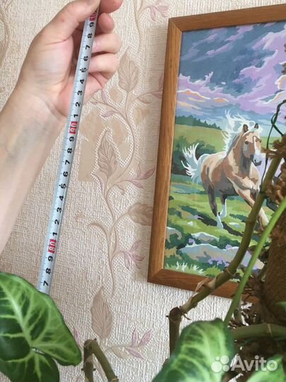 Сингониум ножколистный
