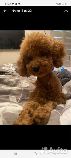 Той-пудель ред браун мальчик