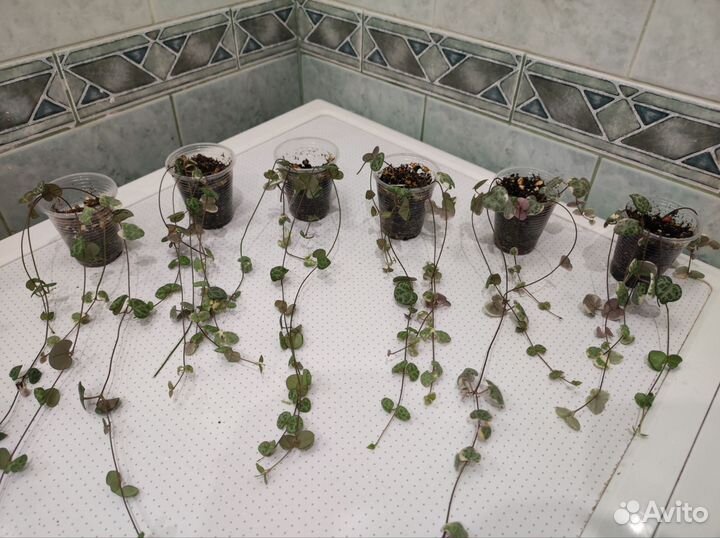 Церопегия Вуда