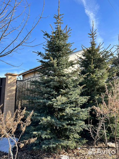 Ель зелено-голубая крупномер 5-6 метров