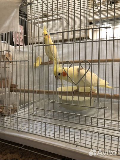 Попугай корелла ручной