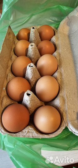 Яйца куриные деревенские