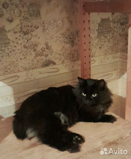 Молодой чёрный кот
