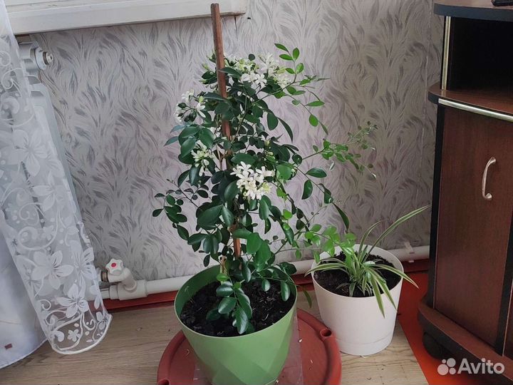 Мурайя метельчатая