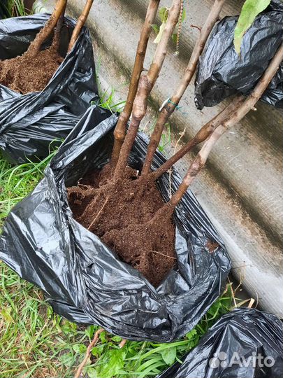 Сажецы яблонь и груши на низком подвое