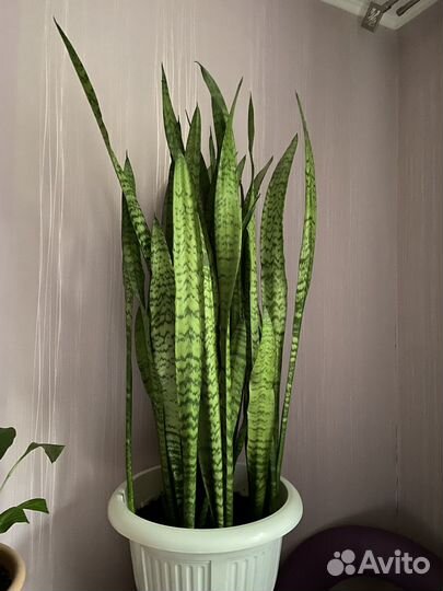 Сансевиерия тещин язык