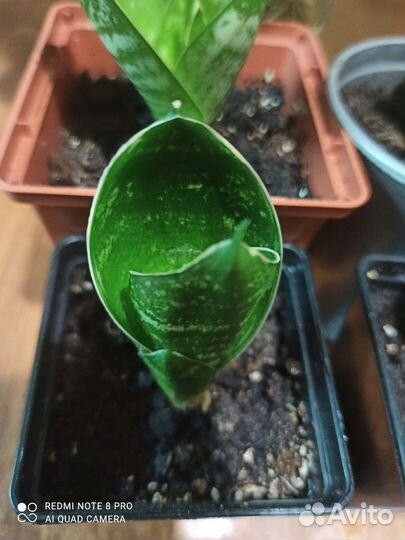 Сансевиерия сортовая ханни