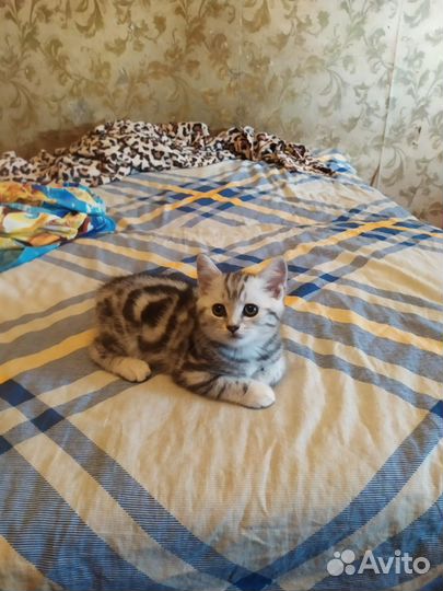 Шотландские котята