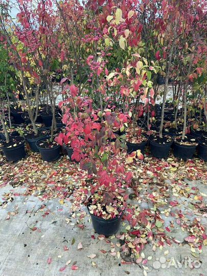 Бересклет Европейский/С3 40-60 см