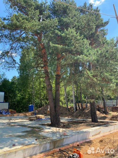 Спил деревьев