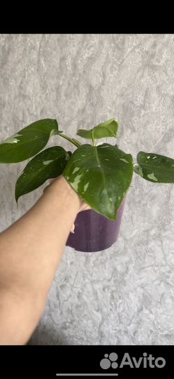 Филодендрон белая принцесса