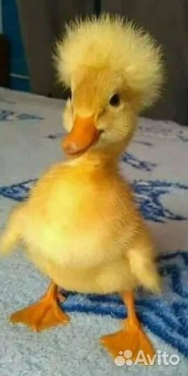 Инкубационное яйцо утки