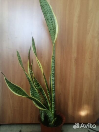 Сансевиерия