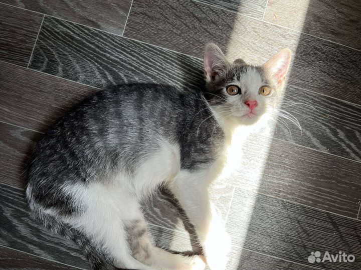 Котёнок девочка