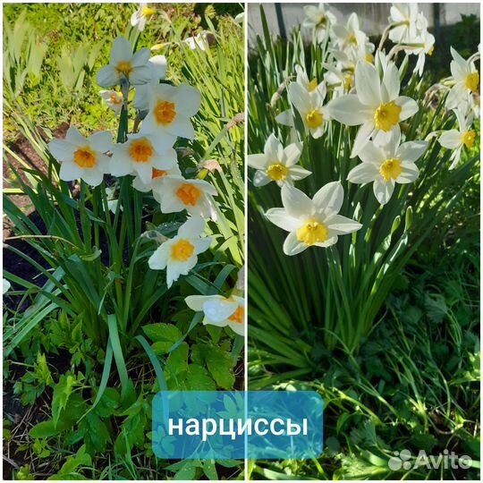 Многолетние садовые цветы разные