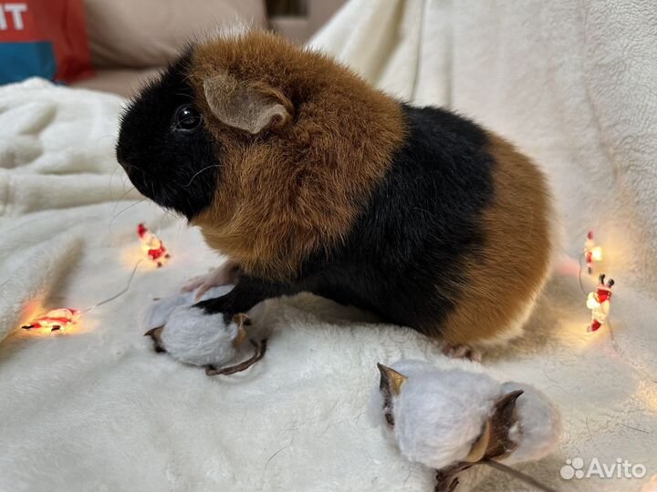 Американский тедди девочка морская свинка